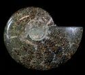Polished, Agatized Ammonite (Cleoniceras) - Madagascar #54529-1